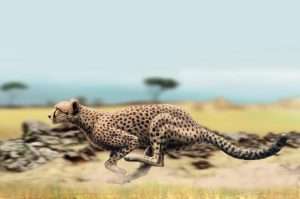 Chasing Cheetah
