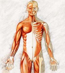 Artistic render of Front-Muscles