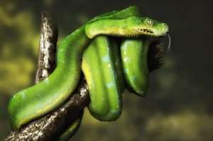 Green_Python