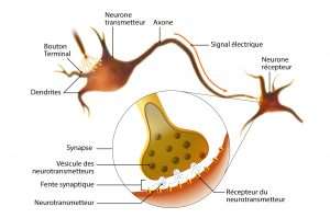 Synapse neuronal